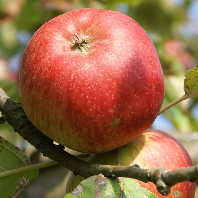 Das Bild zeigt einen Apfel am Baum 