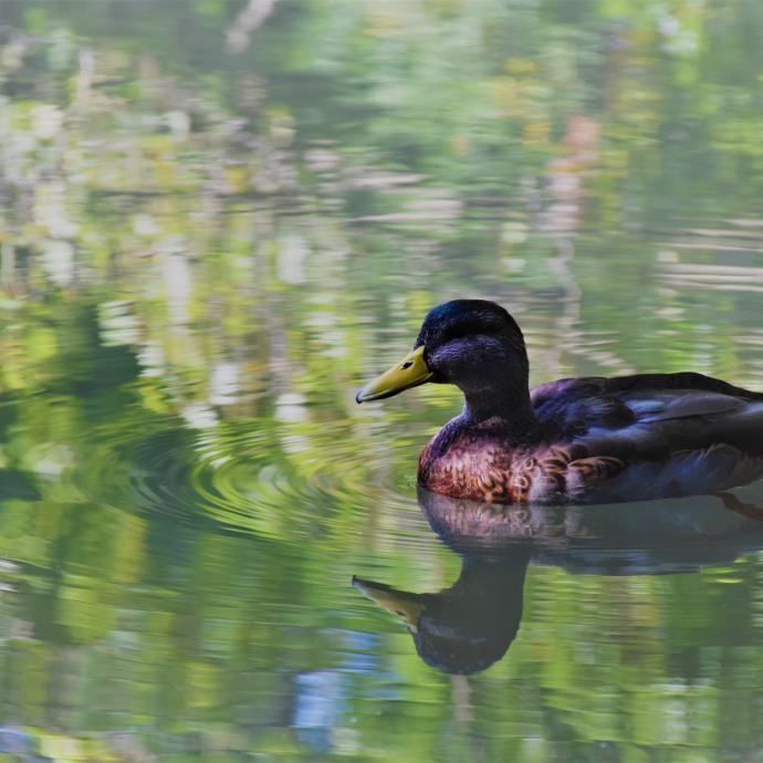 Eine Ente schwimmt auf einem Teich, in dem sich grünes Laub spiegelt