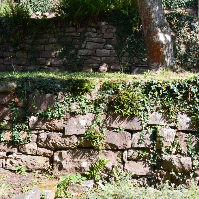 Das Bild zeigt eine von Efeu überwucherte Trockenmauer. 