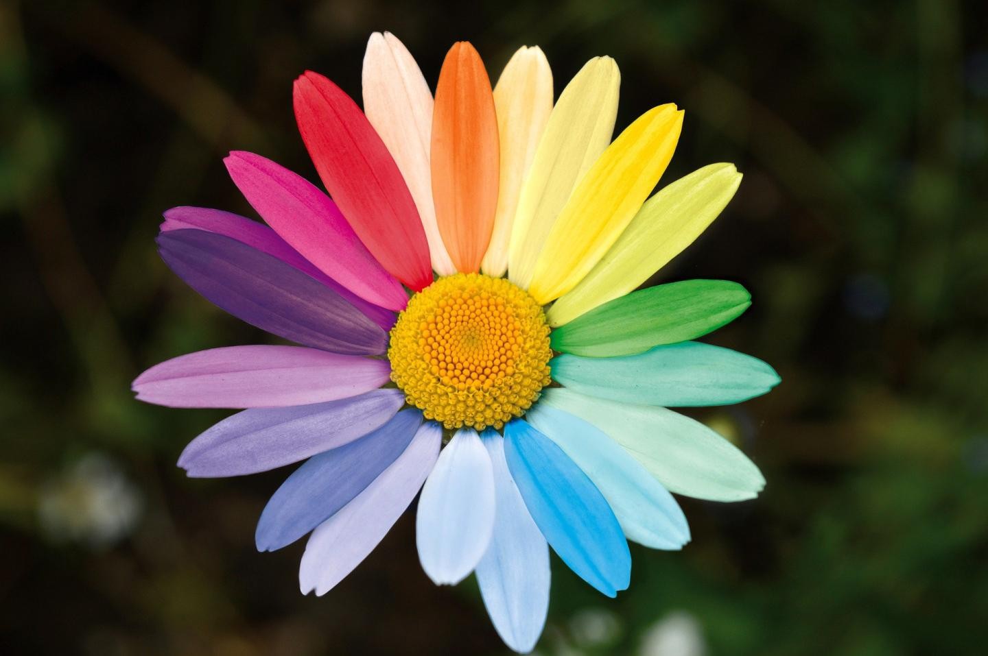 bunte Blume 