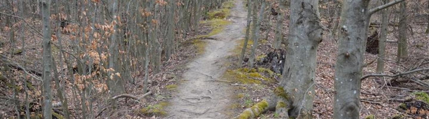 Bewaldete Waldfläche durchzogen von Gäben und Hügeln
