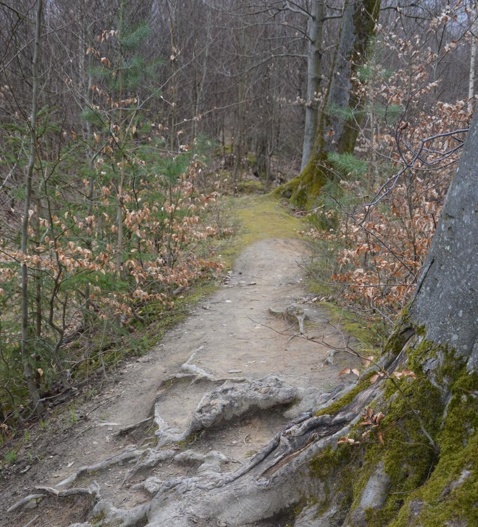 Ettlinger Linie im Wald, Teil einer alten Befestigungsanlage