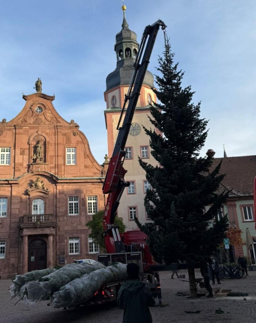 die Weihnachtstanne für den sternlesmarkt wird in die Senkrechte gehievt 