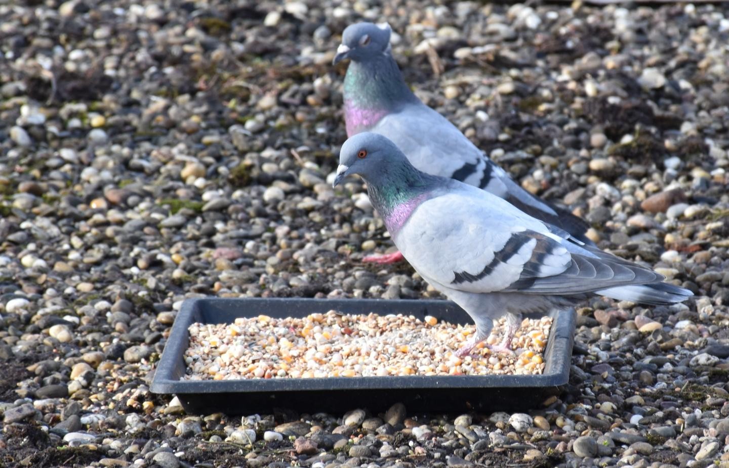 Zwei Stadttauben am Futterplatz beim neuen Taubenhaus