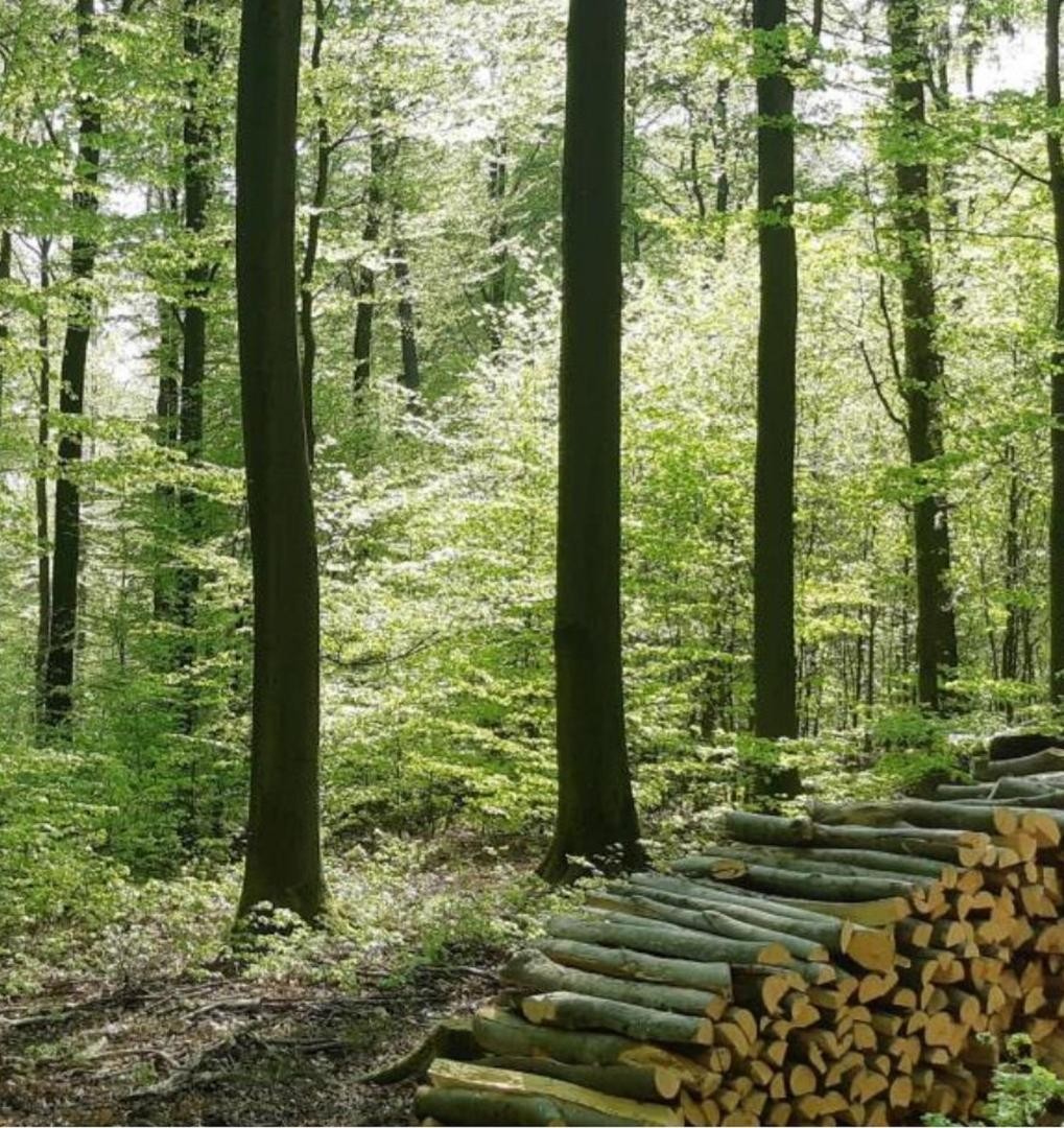Blick in einen Wald davor ist ein Stapel abholbereites Holz