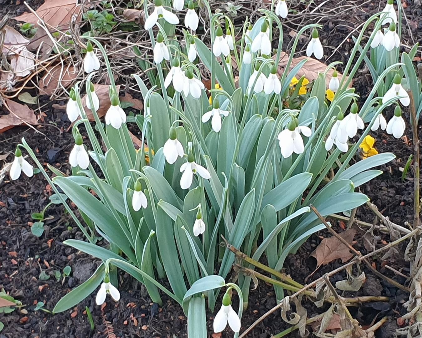 Ein 'Tuff' Schneeglöckchen auf ansonsten noch kahler, brauner Erde.