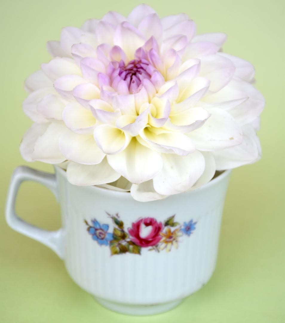 Eine alte Kaffeetasse mit Blumenmotiv, darin steckt eine weiße Dahlie mit zartlila Blütenblattspitzen