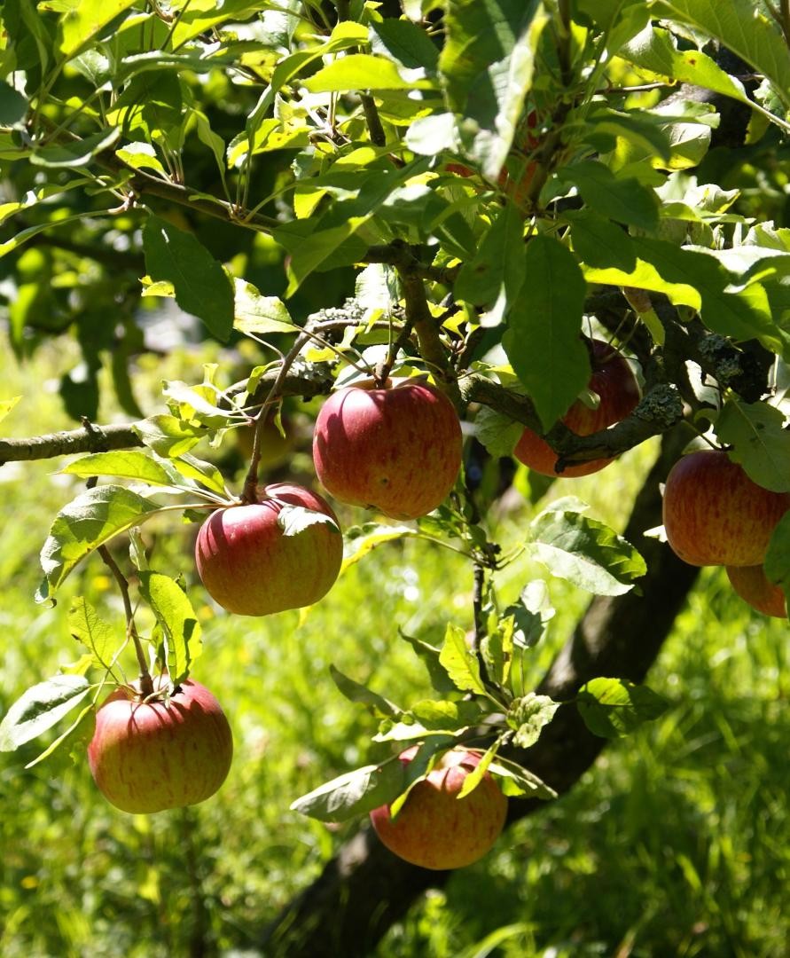 Äpfel an einem Baum
