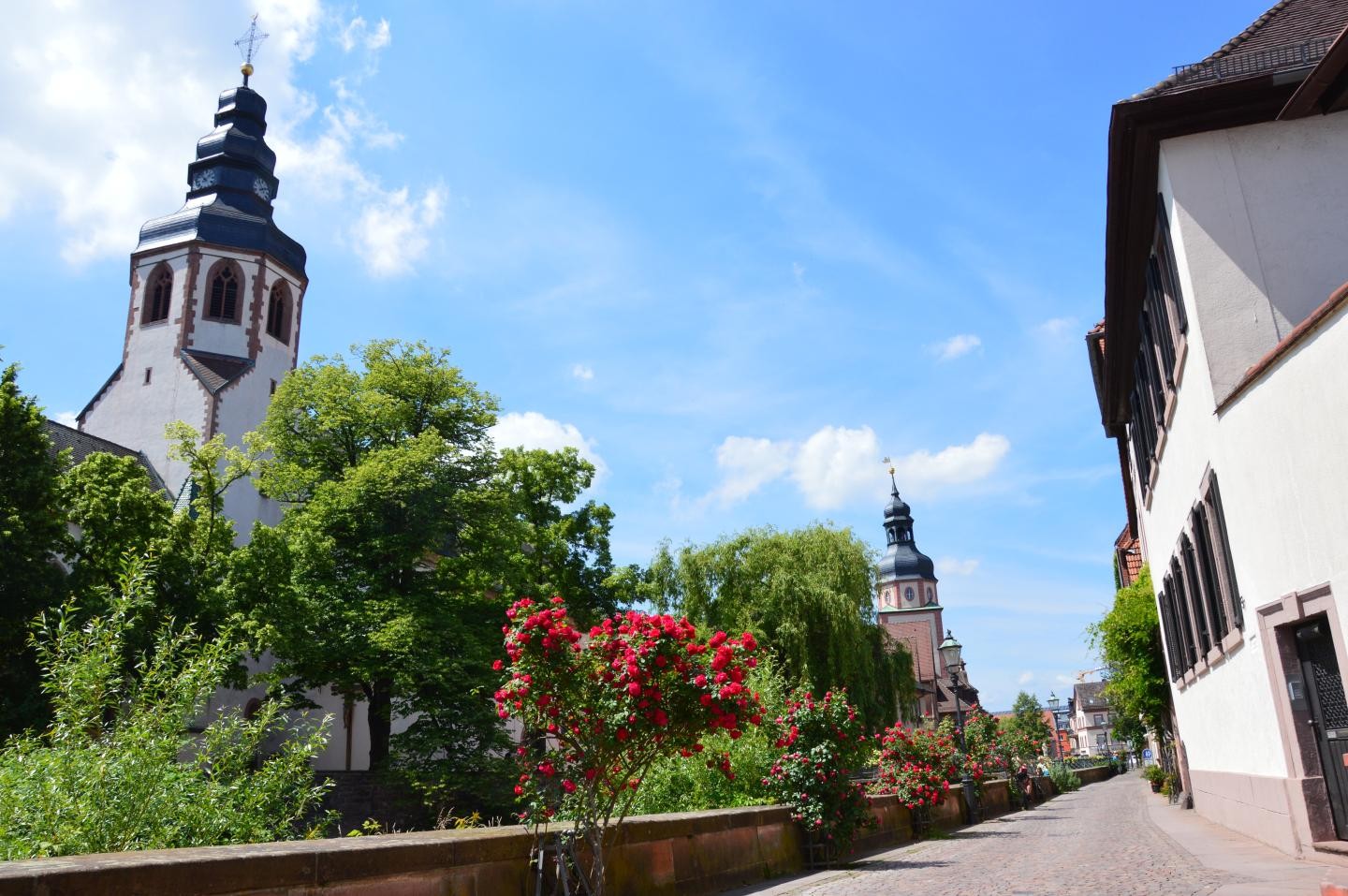 Blick entlang der Albmauer mit den Türmen der Martinskirche und des Rathauses, mit viel Grün und blühenden Rosen  