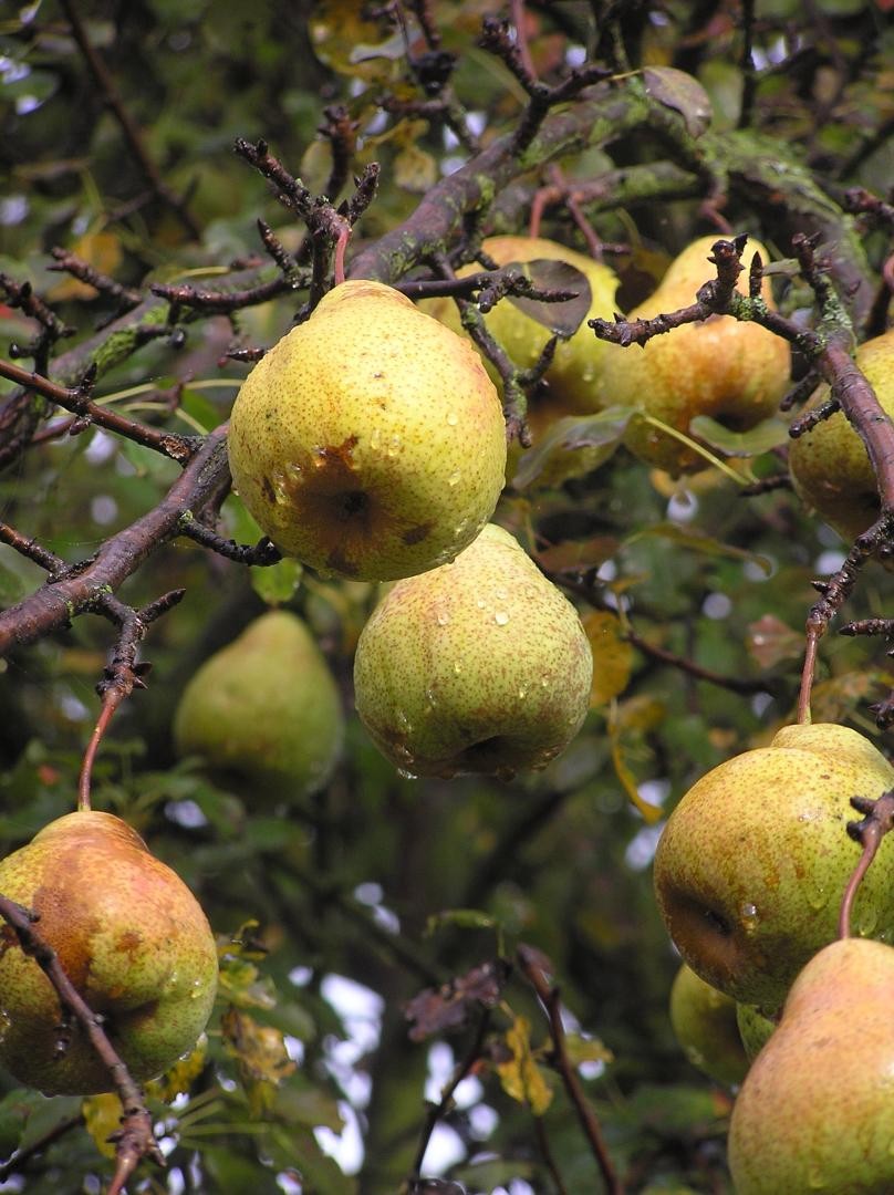 Reife Birnen an einem Baum 
