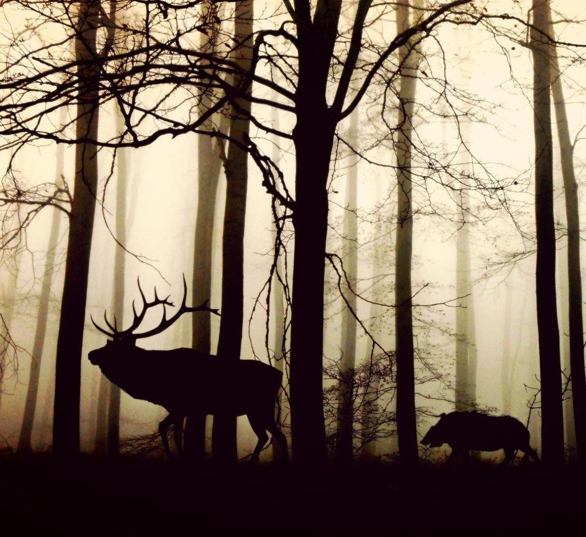 Wildwochen Nächtlicher Wald mit Silhouetten vom Hirsch und vom Wildschwein