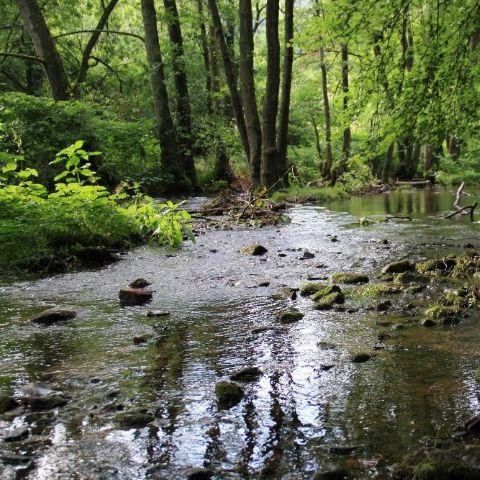 schwarzwaldverein_wanderungen_2