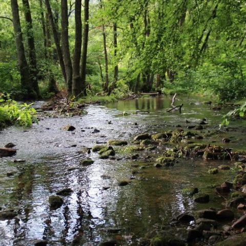 schwarzwaldverein_wanderungen_albkurzvorneurod3_2