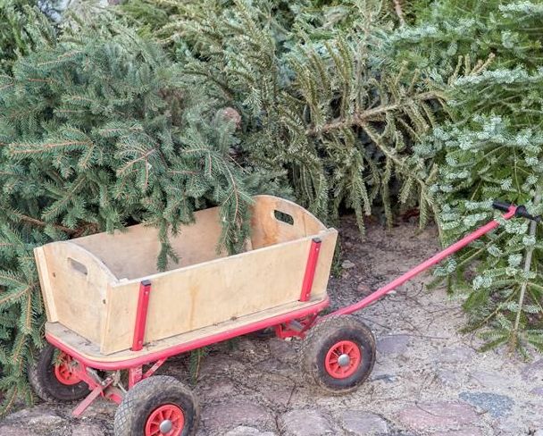Im Vordergrund steht ein leerer Bollerwagen, umgeben ist er von abgezierten Christbäumen