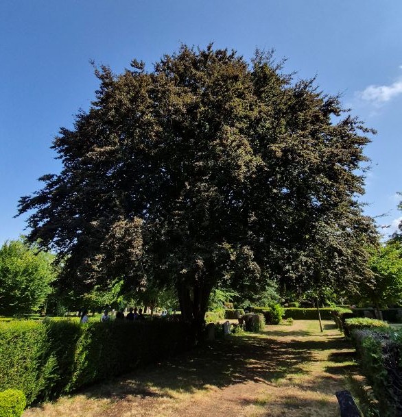 Gesamtansicht der Rotbuche an ihrem Standort auf dem Friedhof