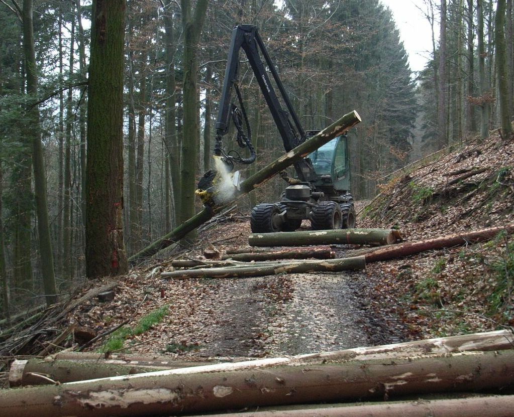 Holzernter auf einem Waldweg